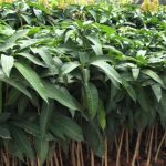 Mango tree
