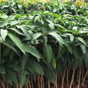 Mango tree