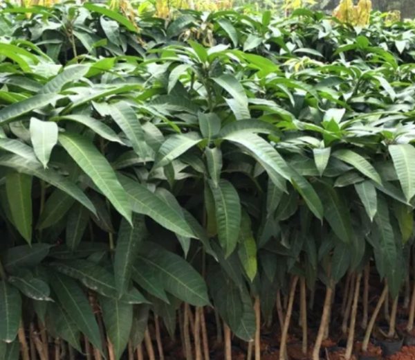 Mango tree
