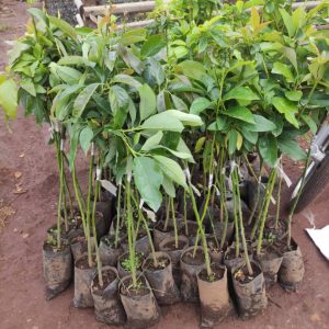 Avocado tree