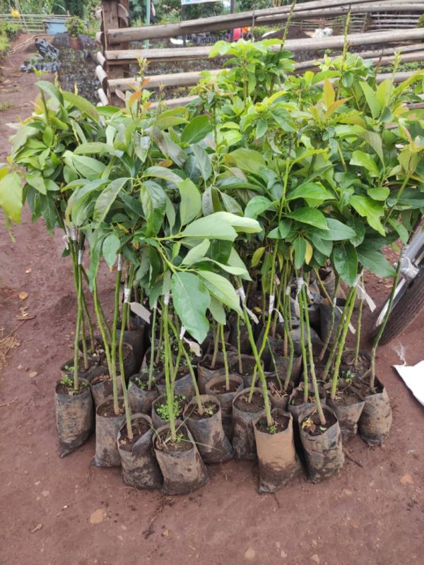 Avocado tree
