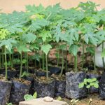 Papaya tree