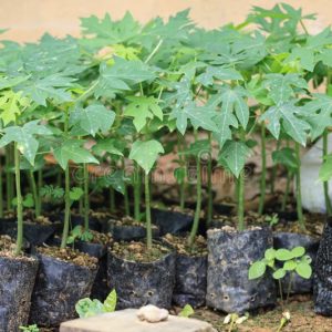 Papaya tree
