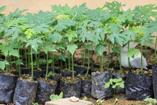 Papaya tree